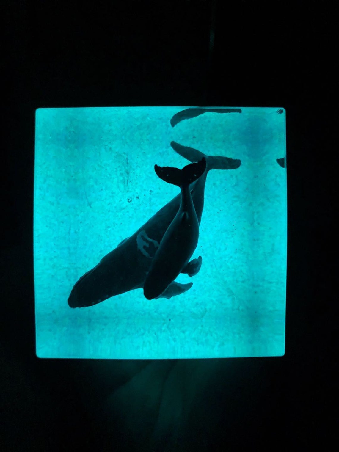 ARGYLE RESIN GRAIN HUMPBACK WHALE main image 0