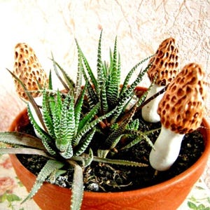 Peut inclure: Un pot en terre cuite contenant une plante succulente verte et trois figurines de champignons en céramique. Les champignons sont brun et blanc avec une surface texturée.