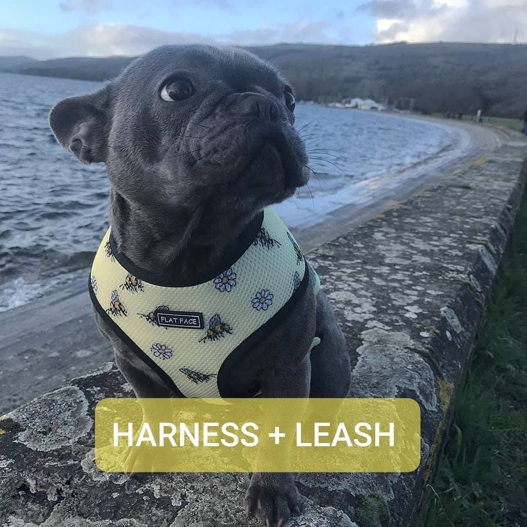 Refleciere Frenchie Breathable Harness Leash Set