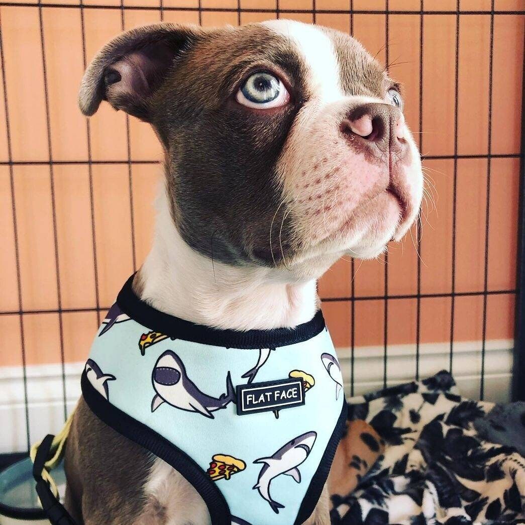 shark dog harness