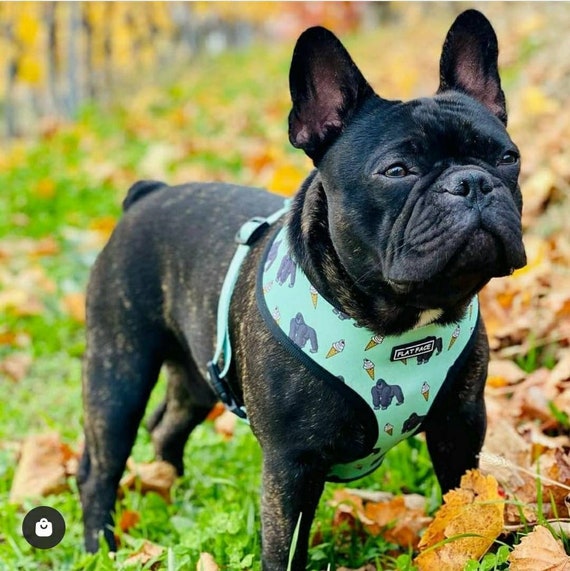 Everyday Harness: Frenchie (Small)