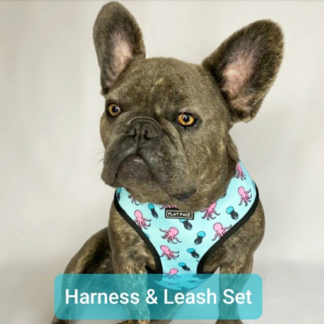 Frenchie Strap Harness - Hawaiian Shirt | Frenchie Bulldog | French Bulldog Accessories & Apparel