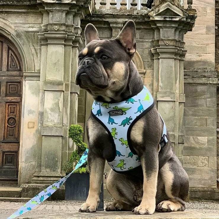 dinosaur dog harness