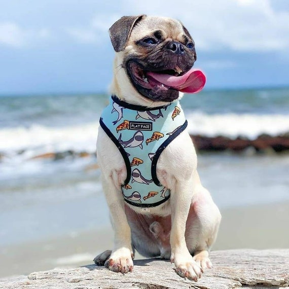 Pizza dog harness 2025