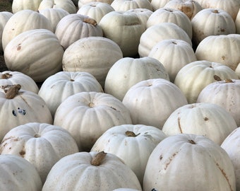 Pumpkins picture- white and grey