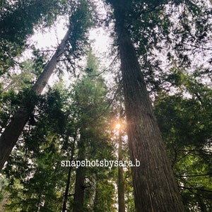 Views of the forest from the ground up