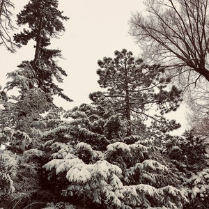 Snow covered Trees 1