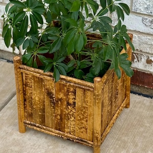 May include: A square bamboo planter filled with a lush green plant. The planter is constructed from vertical bamboo slats and has rounded corner posts. The bamboo has a warm, natural color with darker spots, and the plant has large, vibrant green leaves.