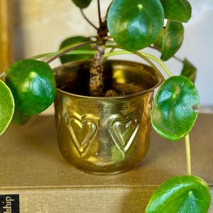 May include: A small, gold-colored metal planter with heart-shaped cutouts, holding a green plant with round leaves. The planter sits on a neutral-toned surface, showcasing the plant's vibrant green against the gold.