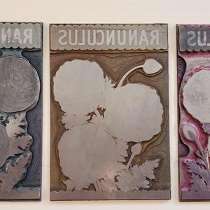 May include: Three vintage printing blocks with the word "RANUNCULUS" printed on each. The blocks are made of metal and have a textured surface. The design on each block is a stylized image of a flower with three blooms.