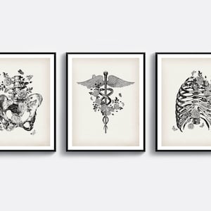 3 Anatomy Art Medical Art Orthopedic Surgeon Gift Chiropractor Gift Osteopath Gift Orthopedist Gift Skeletal System Print Clinic Wall Decor