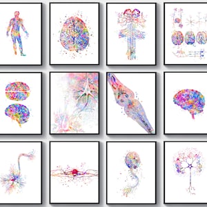 12 Neuroscience Art Posters Neurological Art Cognitive Biology Art Human Brain Art Nervous System Drawing Synapse Art Neuron Art Science Art