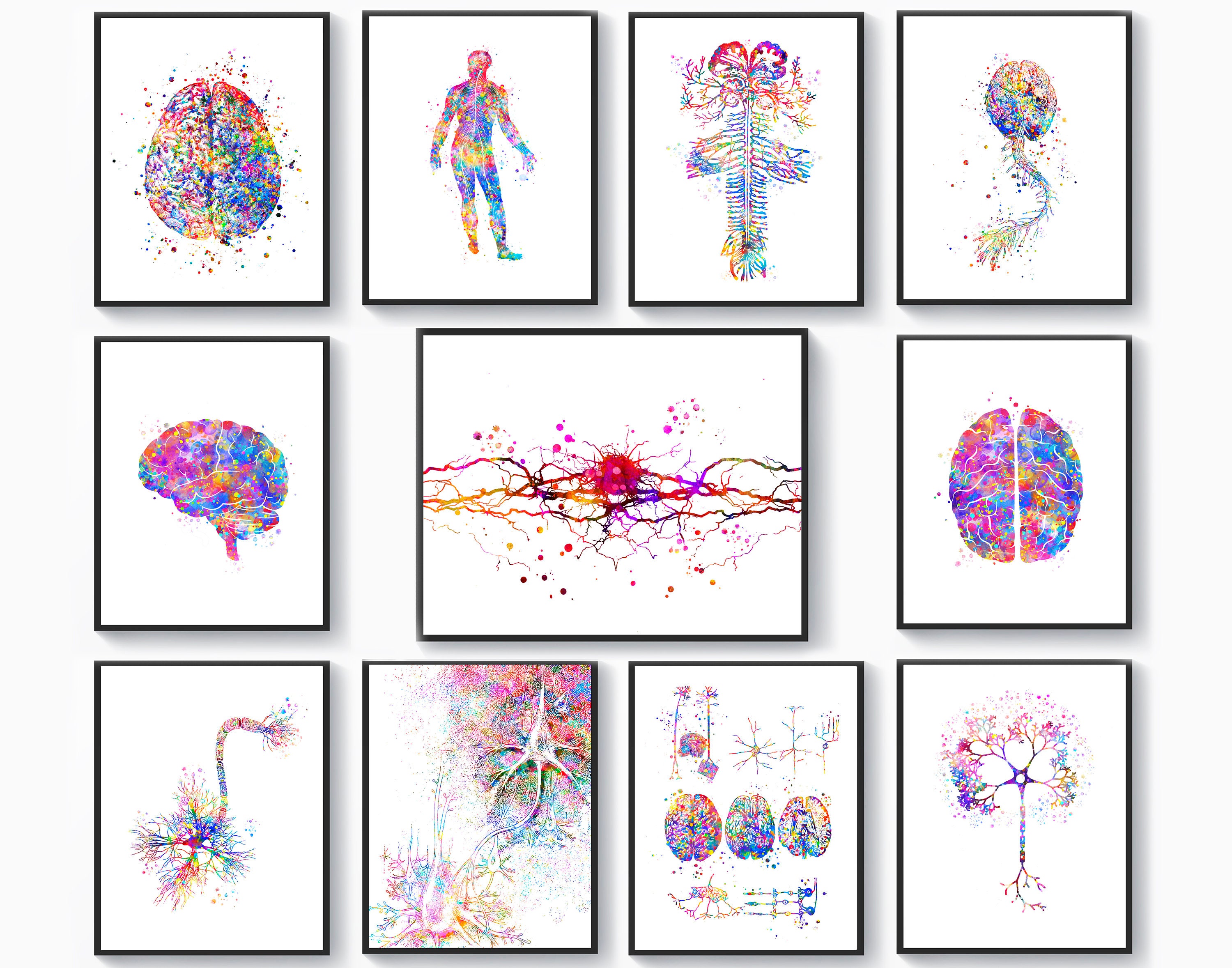 11 Art Neurology Drawing Brain Anatomy Etsy