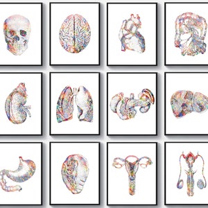 Set 12 orgel kunst anatomie kunst medische kunst arts cadeau anatomische hersenen hart schedel lever milt baarmoeder longen tekening kliniek kunst aan de muur