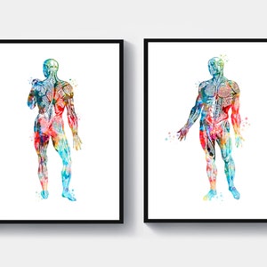 2 Watercolor Anatomy Art Muscular System Poster Skeletal Muscles Structure Medical Art Physical Therapist Gift Massage Clinic Decor