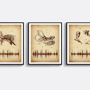 3 Vintage Narządy Słuchowe Sztuka System Słuchowy Plakat Anatomia Ucha Rysunek Ucho Wewnętrzne Ślimak Kosteczki Ilustracja Audiologia Sztuka Audiolog