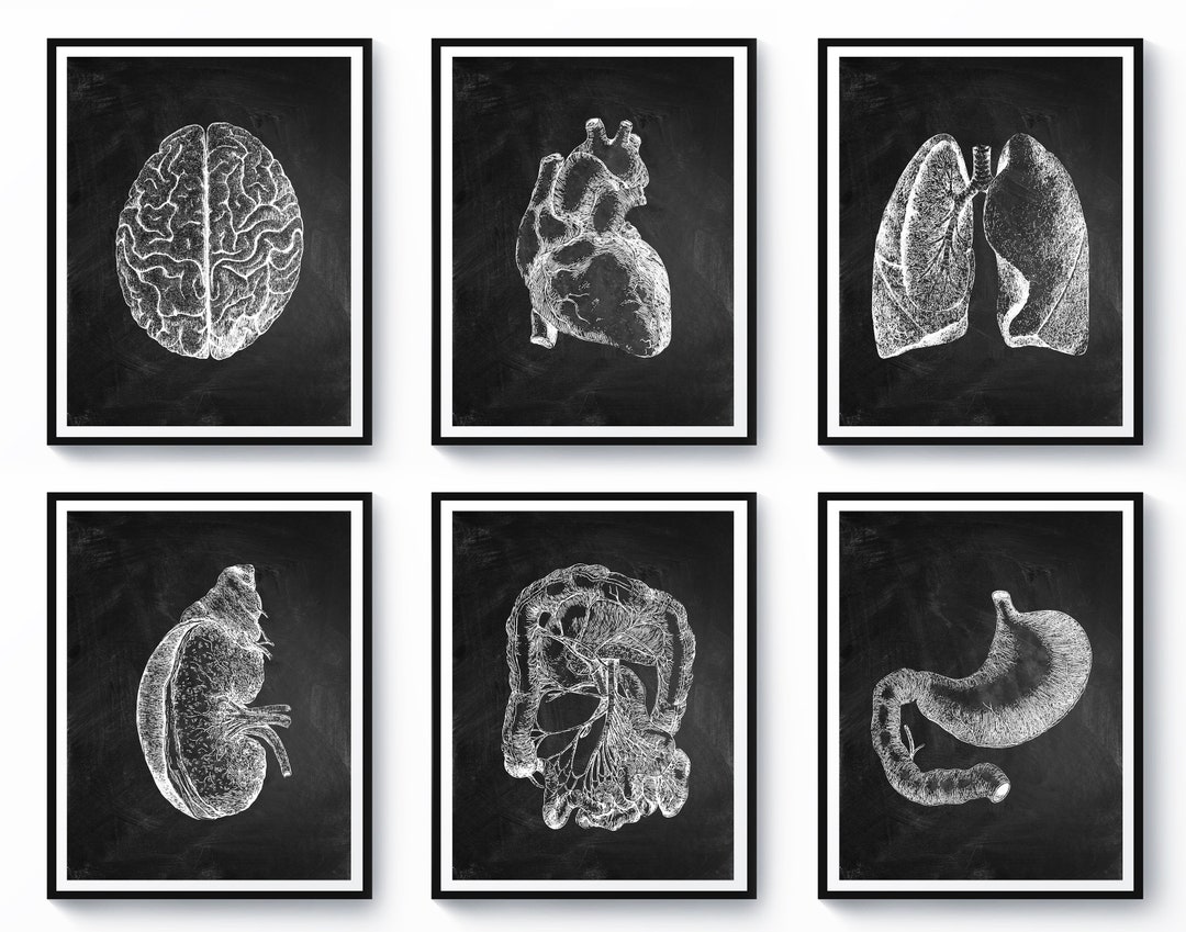 6 Anatomy Art Medicine Decor Human Anatomy Poster Anatomical Heart ...