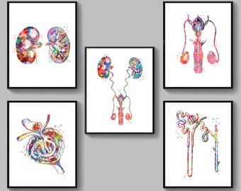 Set 5 Urinary System Anatomy Art Kidney Function Medical Art Anatomical Kidney Poster Glomerulus Art Nephrologist Office Gift Doctor Gift