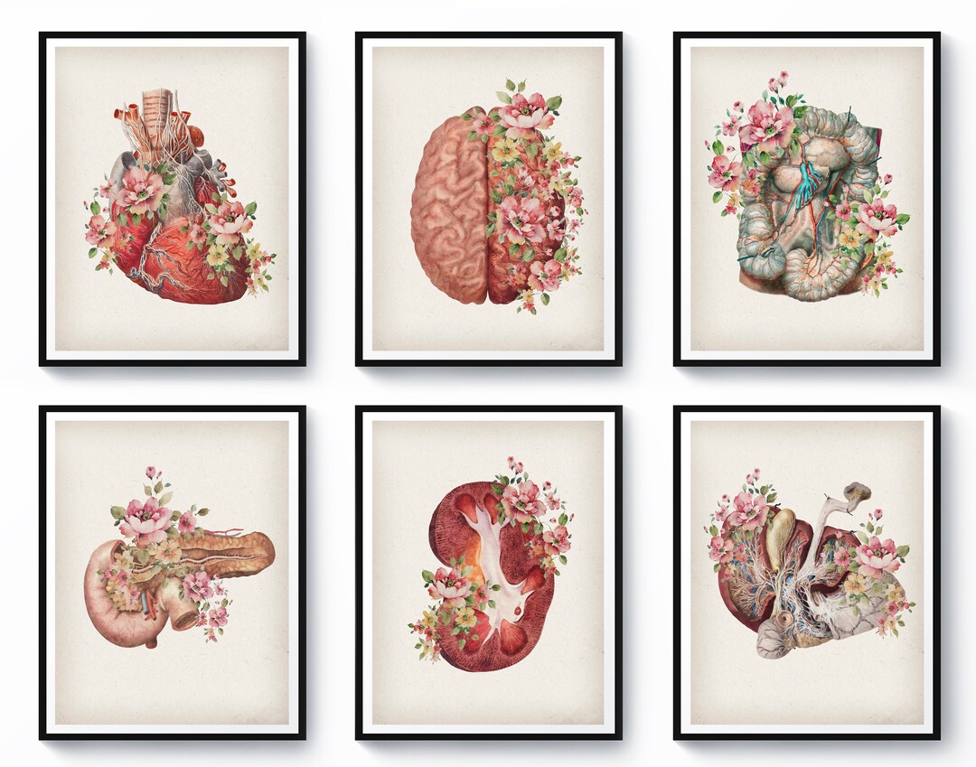 Set 6 Anatomy Wall Decor Medical Illustration Doctor Etsy