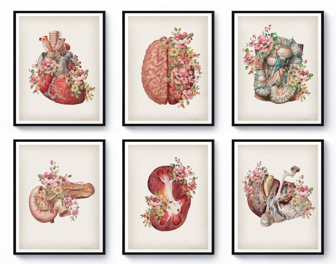 Set 6 Anatomy Wall Decor Medical Illustration Doctor | Etsy