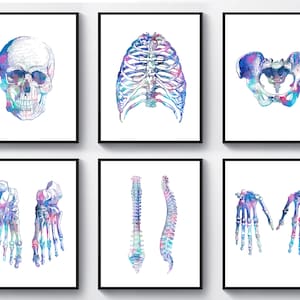 6 Watercolor Skeleton Bones Anatomy Art Chiropractor Gift Medical Artwork Osteology Art Skull Art Pelvis Art Spine Art Orthopedic Surgeon