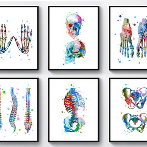 6 Watercolor skeleton anatomy art, Chiropractic poster, Medical decor, Skeletal structure, Human skull, Rib cage, Pelvis, Vertebral column