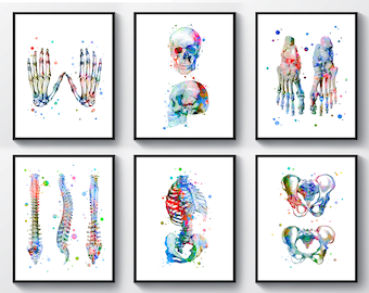 6 Watercolor skeleton anatomy art, Chiropractic poster, Medical decor, Skeletal structure, Human skull, Rib cage, Pelvis, Vertebral column