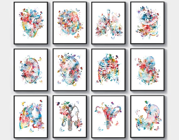 Anatomy Set 12 Watercolor Medical Art Human Anatomical Organs - Etsy