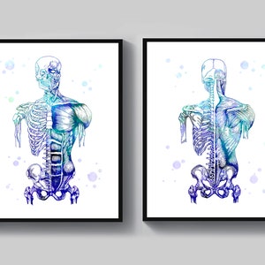 Musculoskeletal Anatomy Art Skeleton Poster Muscular System Decor Medical Art Physical Therapist Office Decor Medical Cabinet Decor