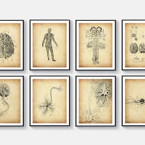 8 Vintage Anatomy Art Neurology Art Nervous System Poster Medical Art Neurologist Gift Neuroscientist Gift Neurosurgeon Gift Medical Office
