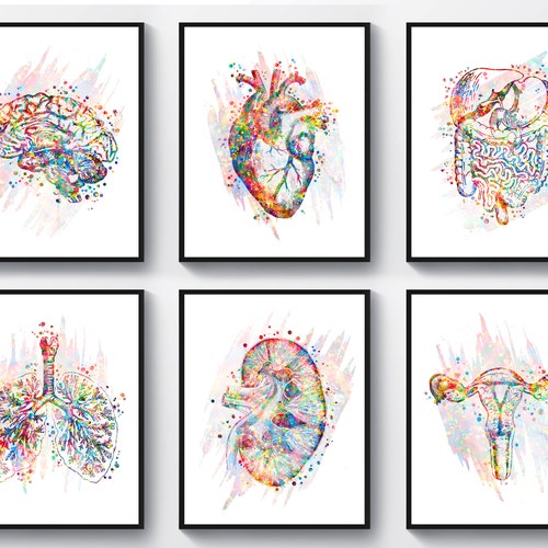 12 Medical Decor Watercolor Anatomy Art Doctor Office Gift - Etsy
