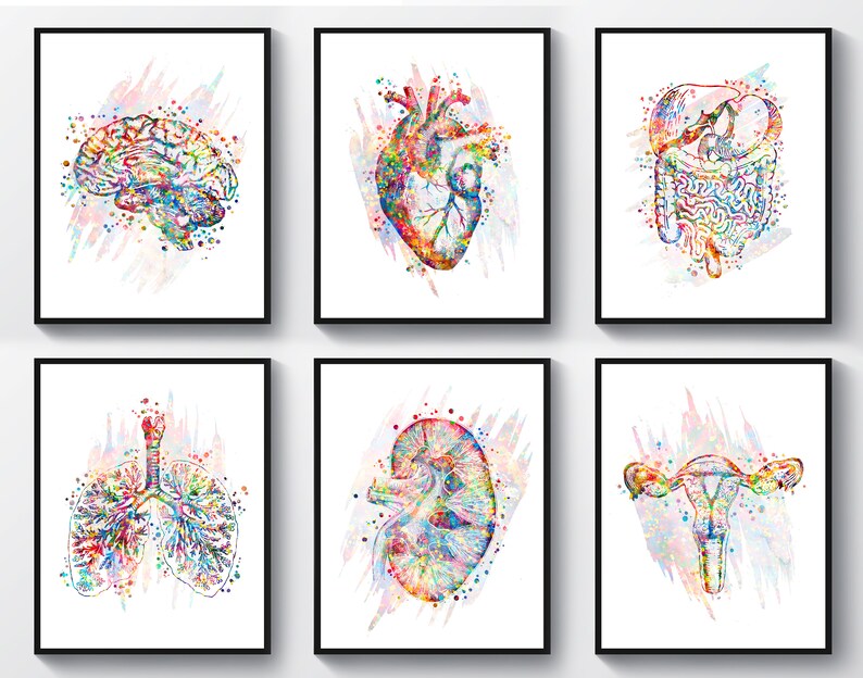 Watercolor Anatomy Set 6 Medical Art Science Art Heart Art | Etsy