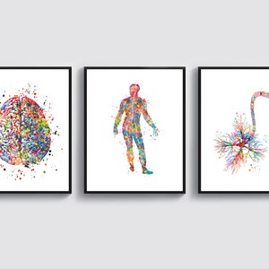 Watercolor Brain Art Human Nervous System Art Neuron Art Neurology Artwork Neuroscience Poster Neuroanatomy Wall Decor Neurologist Gift