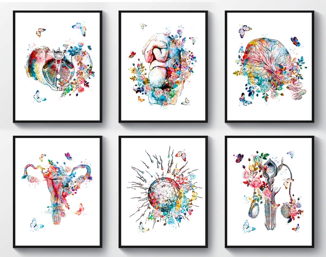 6 Pregnancy Art Medical Art Anatomy Art Obgyn Art Fertilization Art ...