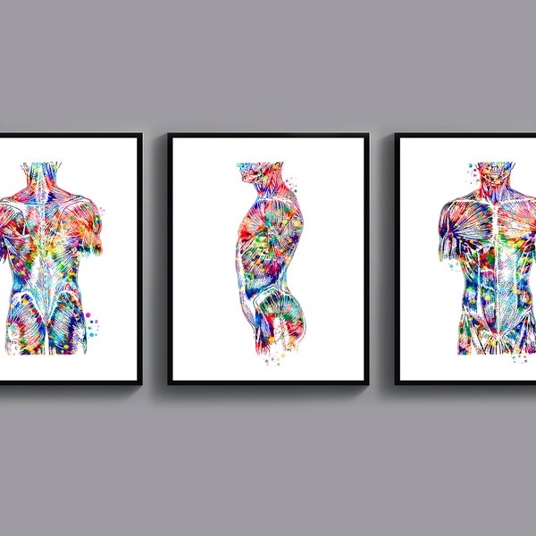 muscle-of-the-back-anatomy-poster-watercolor-etsy