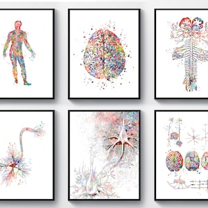 Set 6 Neuroscience Art Neurology Art Anatomical Brain Nervous System Neuron Cell Synapse Poster Neurologist Office Art Clinic Wall Decor