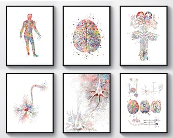 May include: Set of six watercolor illustrations of the human nervous system. The illustrations depict the brain, spinal cord, and individual neurons in a colorful and artistic style.