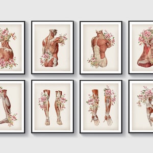 Set 8 Anatomy, Body Art, Muscular System Poster, Medicine Artwork, Vintage Medical Art, Torso Muscles, Head Muscles, Foot Muscles, Hand Art
