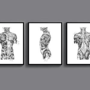 3 Human Body Anatomy Art Muscular System Structure Poster Anatomical Torso Medical Decor Front and Back Muscles Printable Massage Therapy