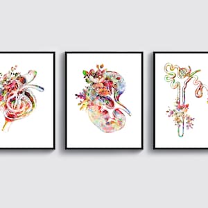 3 Aquarell Anatomie Kunst Blumen Niere Kunst Nephron Kunst Glomerulus Kunst Nephrologie Kunst Physiologie Kunst Medizinische Kunst Chirurg Geschenk Nephrologe
