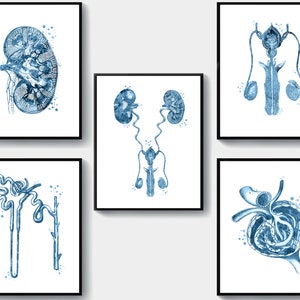 5 Urinary System Anatomy Art Medical Art Anatomical Kidney Poster Glomerulus Art Nephron Art Nephrologist Gift Urologist Gift Clinic Decor