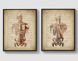 Ohhvvow Poster Tela Anatomia Umana - Stampa Medica Vintage Con Scheletro E Muscoli - Quadro Educativo Senza Cornice 40x45 Cm, Decorazione Moderna Per Studio E Camera