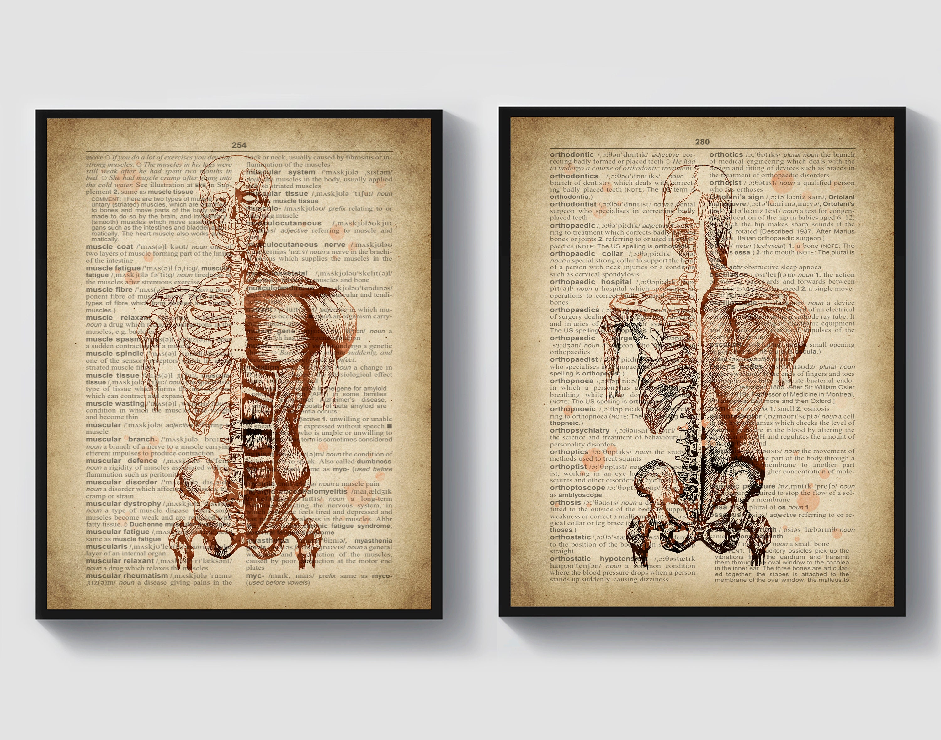 Ohhvvow Poster Tela Anatomia Umana - Stampa Medica Vintage Con Scheletro E Muscoli - Quadro Educativo Senza Cornice 40x45 Cm, Decorazione Moderna Per Studio E Camera