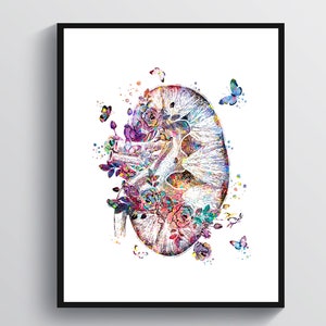Aquarel nier kunst anatomie artwork nefroloog cadeau medische kunst chirurg cadeau fysiologie kunst wetenschap kunst dokter kantoor decoratie