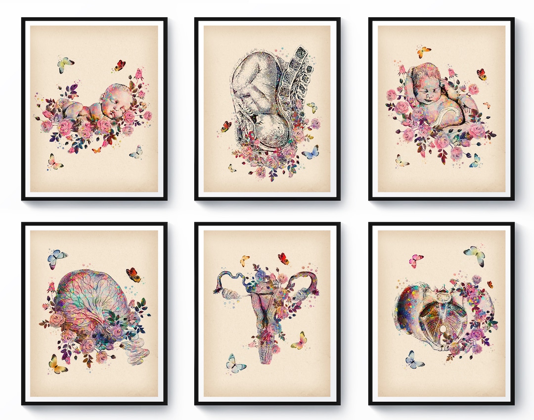 6 Watercolor Anatomy Art Obgyn Art Pregnancy Art Female Anatomy Art ...