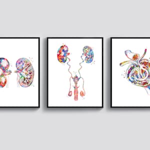 Anatomia della funzione renale Arte medica Poster anatomico dei reni Sistema urinario maschile Glomerulo Arte Regalo per ufficio del nefrologo Regalo per medico