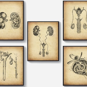 Vintage Urinary System Anatomy Art Set 5 Kidney Function Medical Poster Glomerulus Art Nephrologist Gift Doctor Office Art Decor Surgeon Art