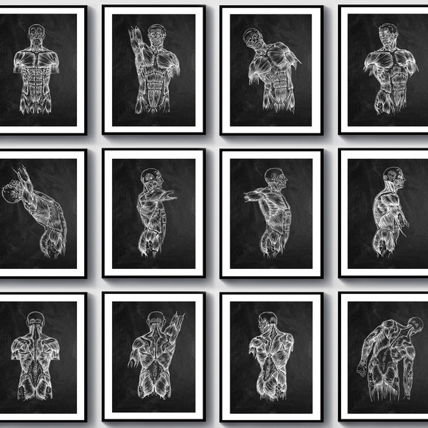 12 Torso Muscles Art Anatomy Art Muscular System Poster Physiotherapy Room Decor Medical Art Home Gym Decor Fitness Art Sports Therapy Art