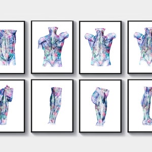 Könnte beinhalten: Ein Satz von acht gerahmten anatomischen Illustrationen des menschlichen Körpers. Die Illustrationen sind im Aquarellstil mit einer lebendigen Farbpalette aus Rosa, Blau und Lila gehalten. Die Illustrationen zeigen die Muskeln von Rumpf, Rücken, Armen und Beinen.