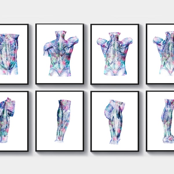 8 Watercolor Anatomy Art Muscular System Poster Surgeon Gift Medical Artwork Physiology Art Massage Clinic Decor Physical Therapist Gift